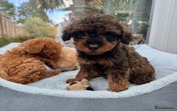Schnoodle dogs for sale: Schnoodle puppies  - Advert 18