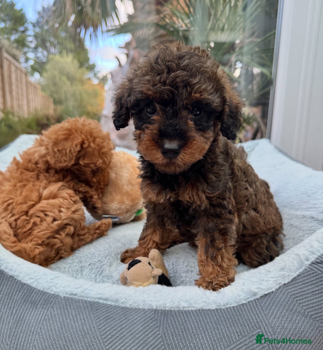 Schnoodle dogs for sale: Schnoodle puppies  - Advert 18