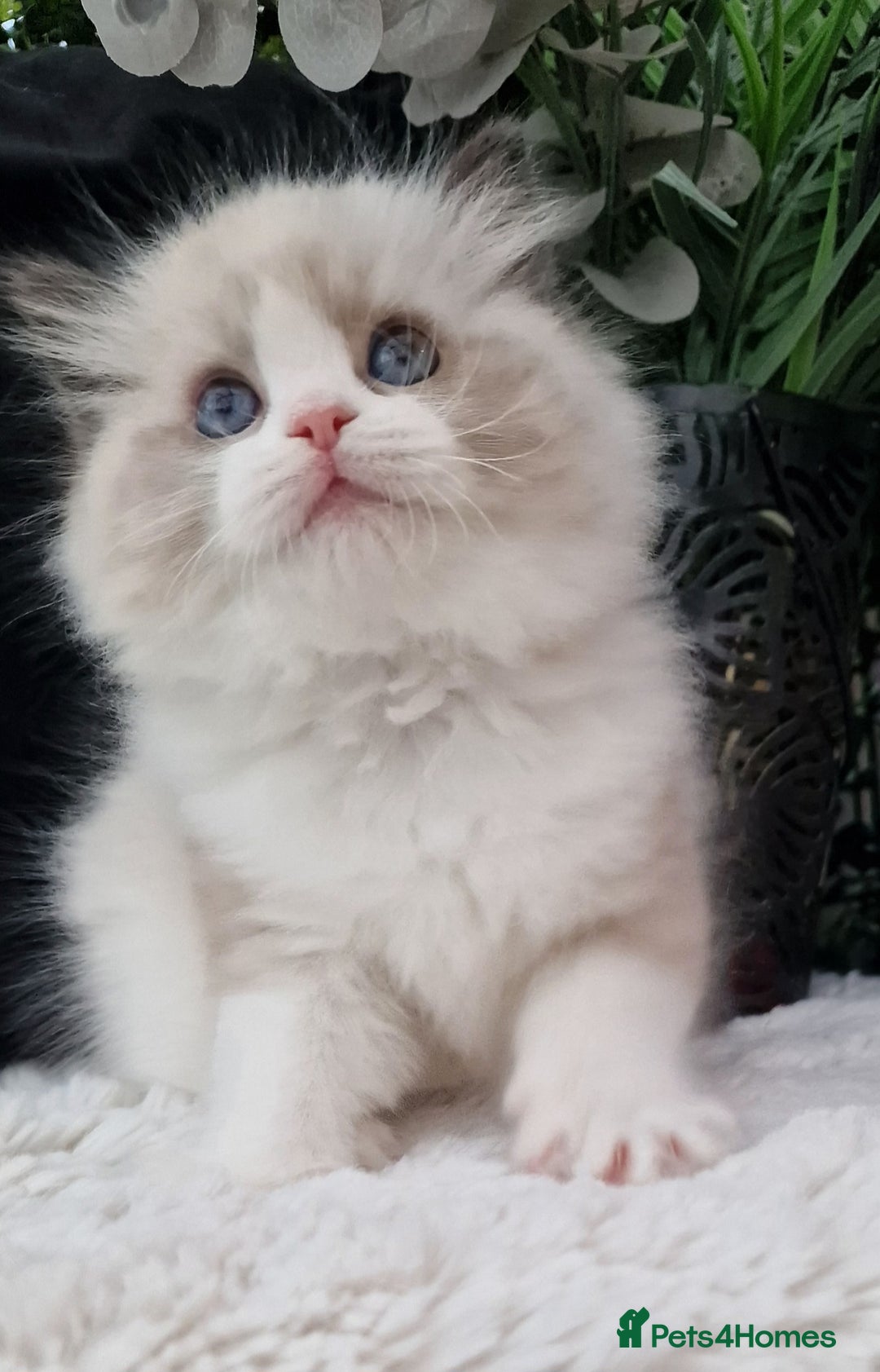 Ragdoll cats for sale: 🩷✨️NEW WAITING LIST Exclusive cute Kittens✨️🩷🏆 - Advert 40