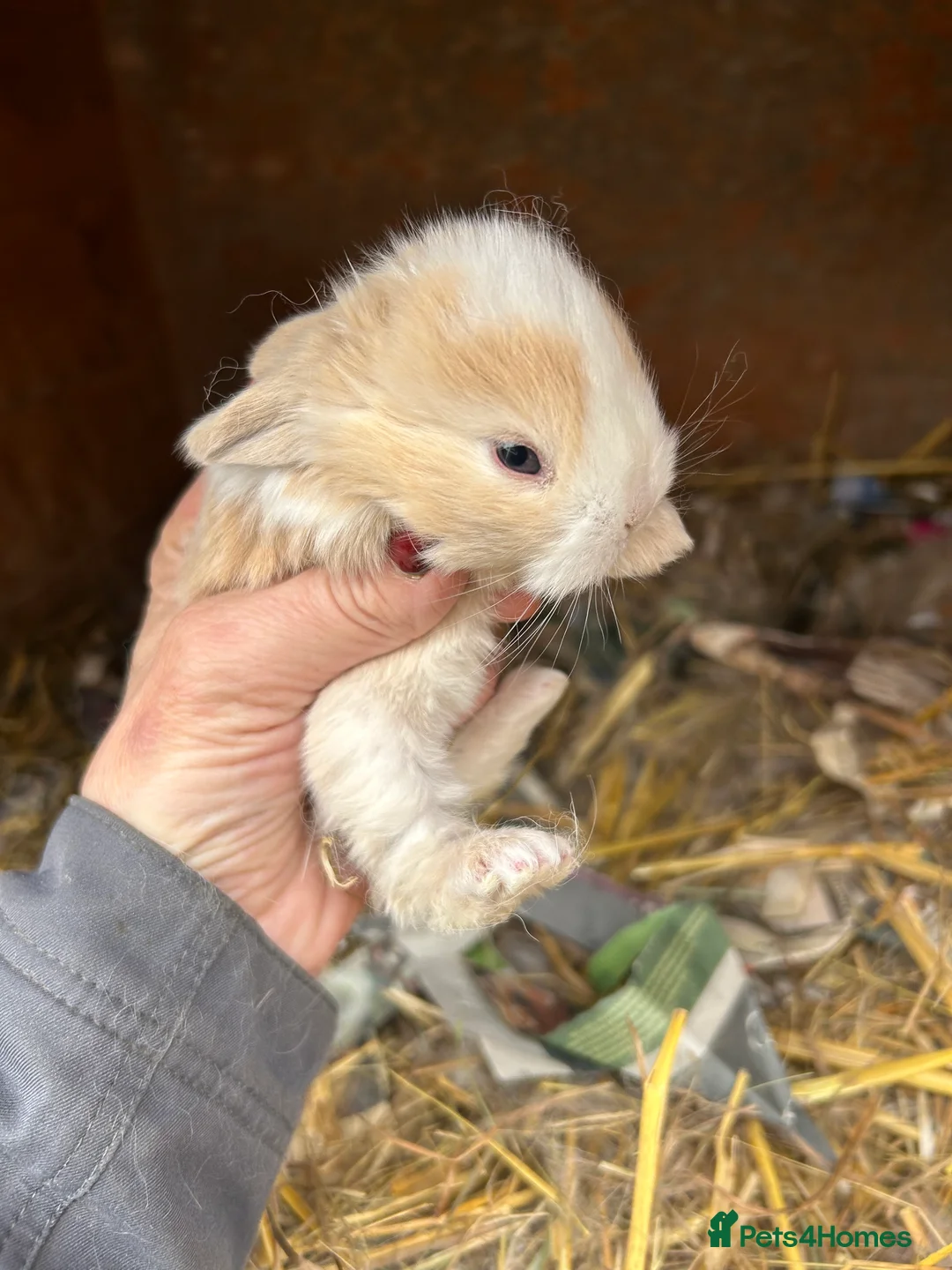 Mini Lop rabbits for sale: Beautiful baby mini lop bunnies ready March  - Advert 17