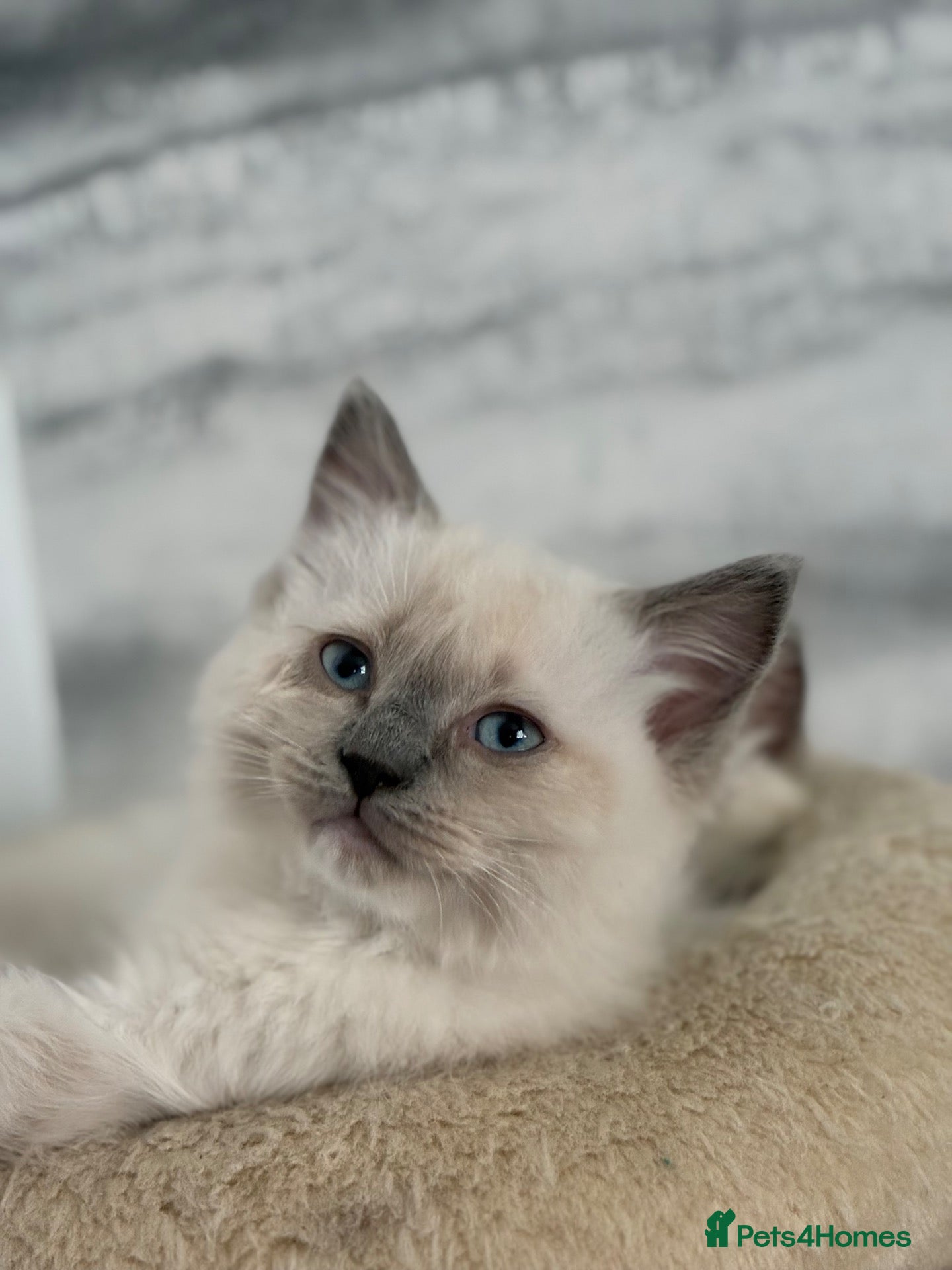 Ragdoll cats GCCF REGISTERED DNA TESTED PARENTS - Advert 14