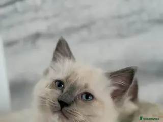 Ragdoll cats GCCF REGISTERED DNA TESTED PARENTS - Advert 14