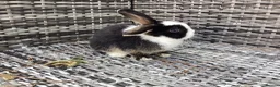 Mini Lop rabbits for sale: Stunning pure bred mini lop buck  - Advert 2