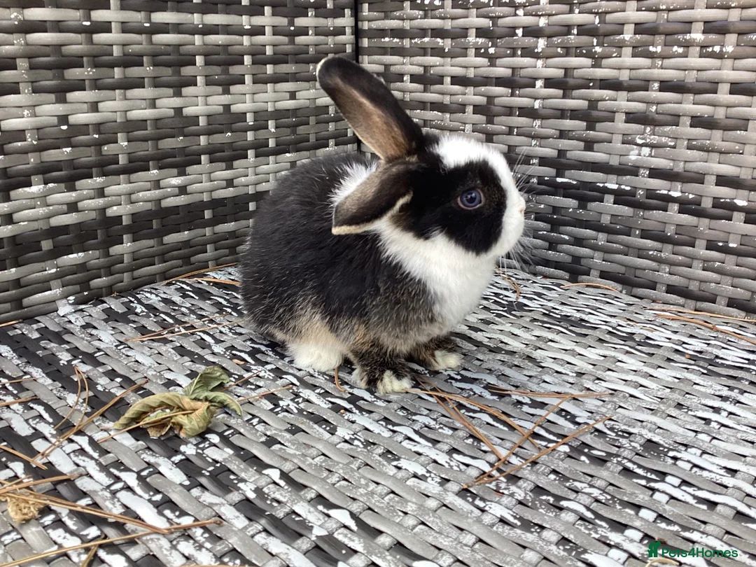 Mini Lop rabbits for sale: Stunning pure bred mini lop buck  - Advert 2