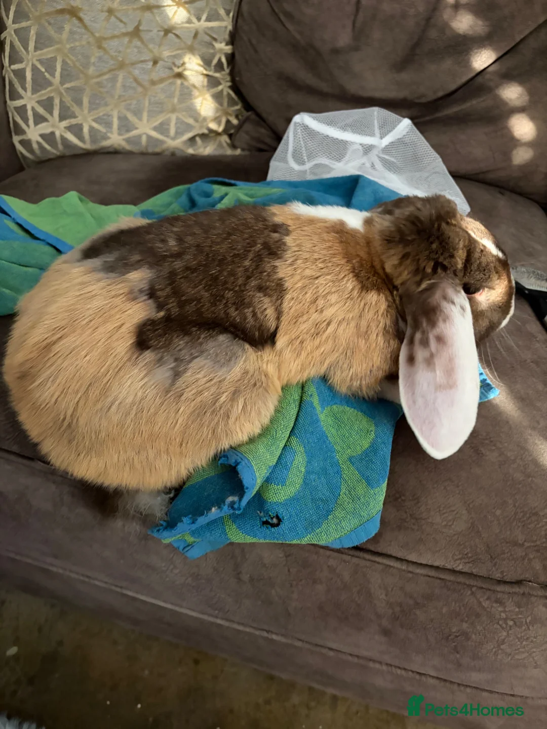 French Lop rabbits for sale: Gorgeous French lop - Advert 3