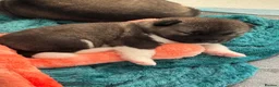 Akita dogs for sale: American Akita puppies - Advert 3