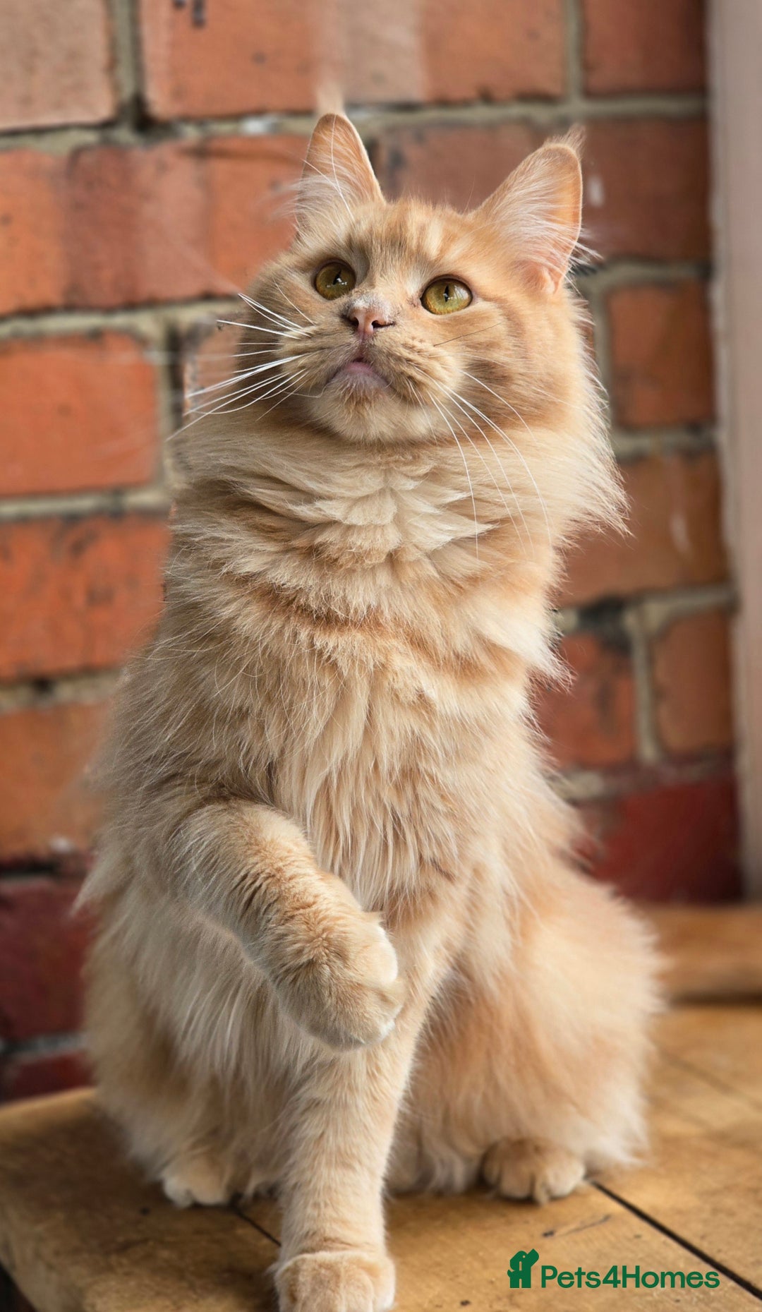 Maine Coon cats for sale: Pure breed Maine Coon Kittens  - Advert 9