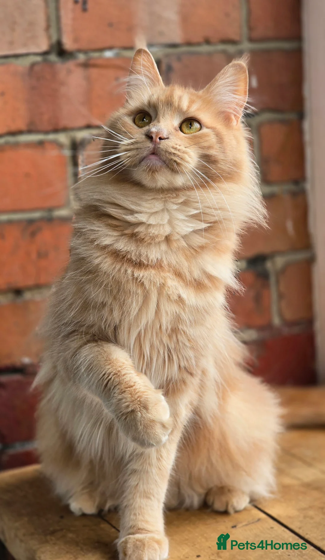 Maine Coon cats for sale: Last Girl -  Pure breed Maine Coon Kittens  - Advert 14