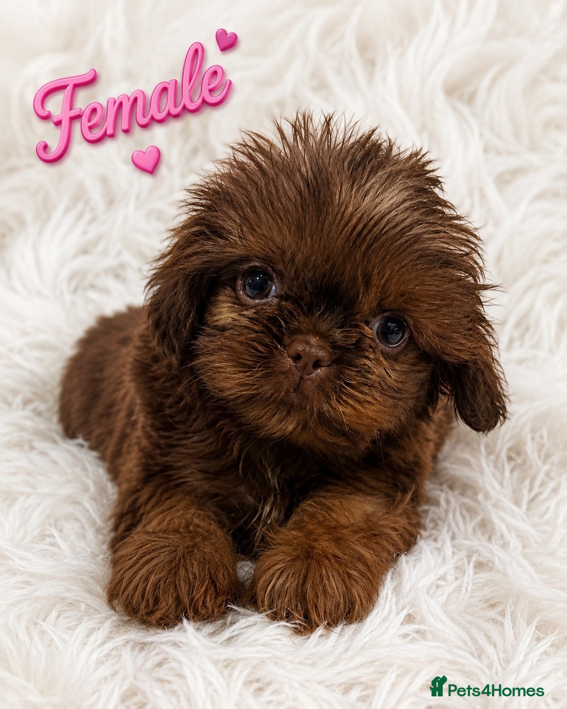 Shih Tzu dogs Health Tested KC Choc Female Black & White Boys - Advert 1