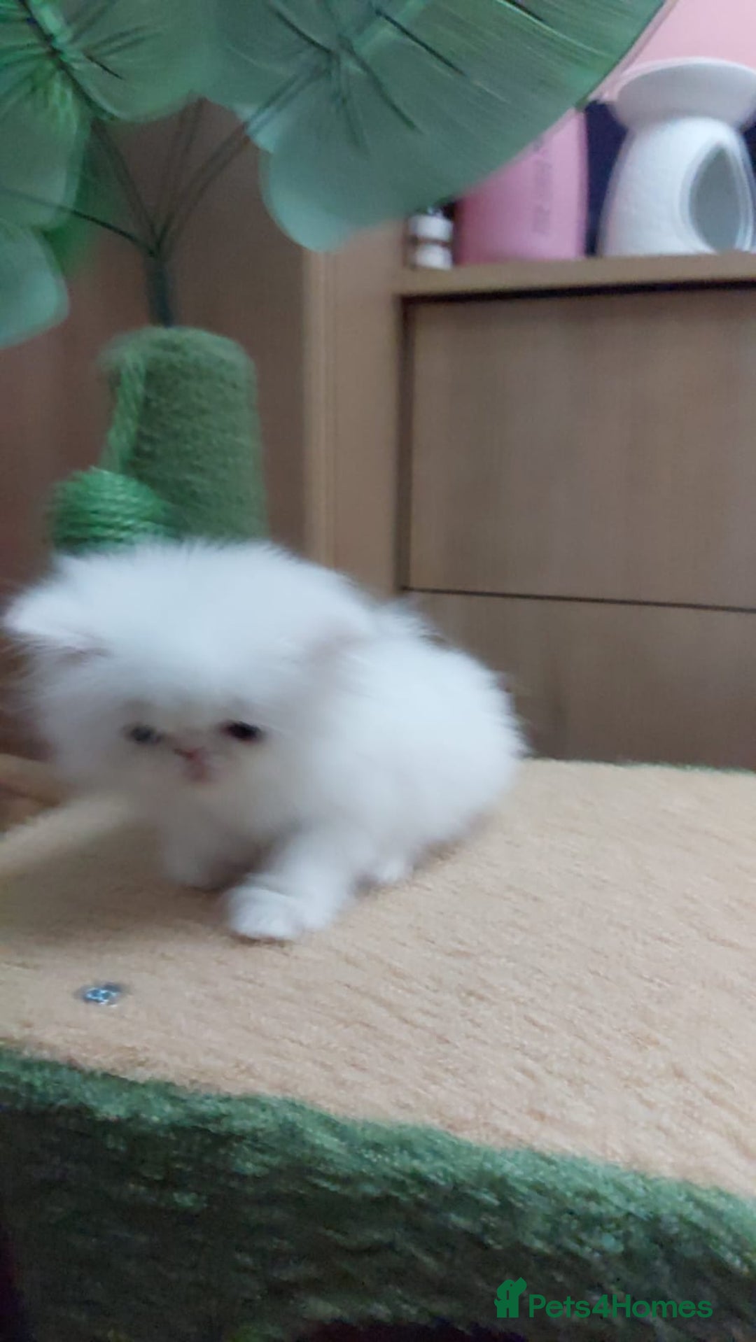 Persian cats for sale: Snow persian kitten  boy - Image 18