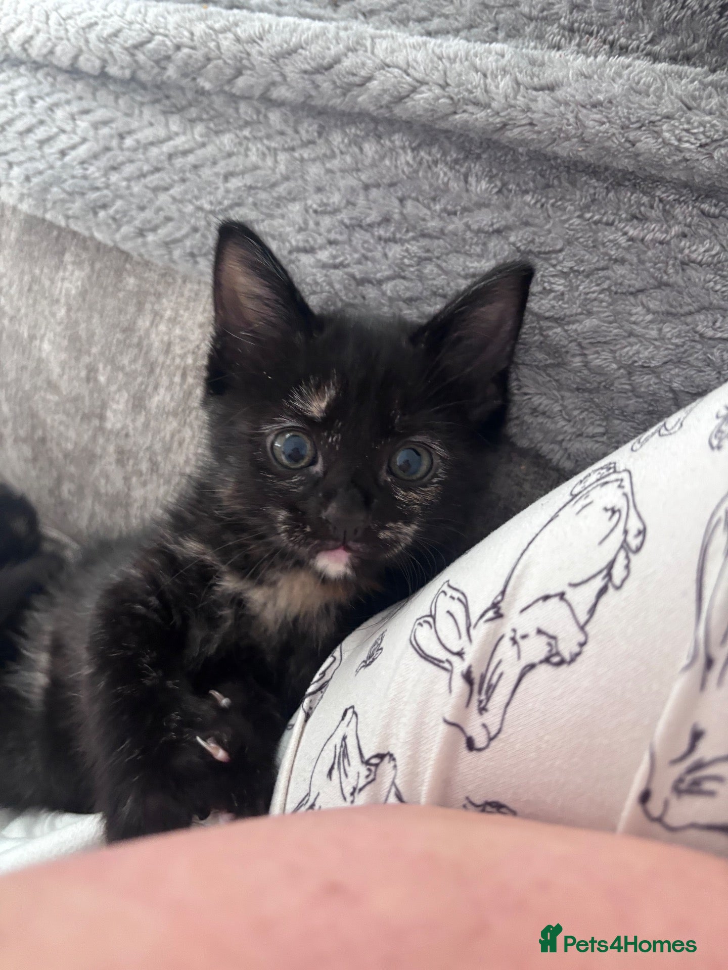 Mixed Breed cats 1 female kitten left - Advert 1