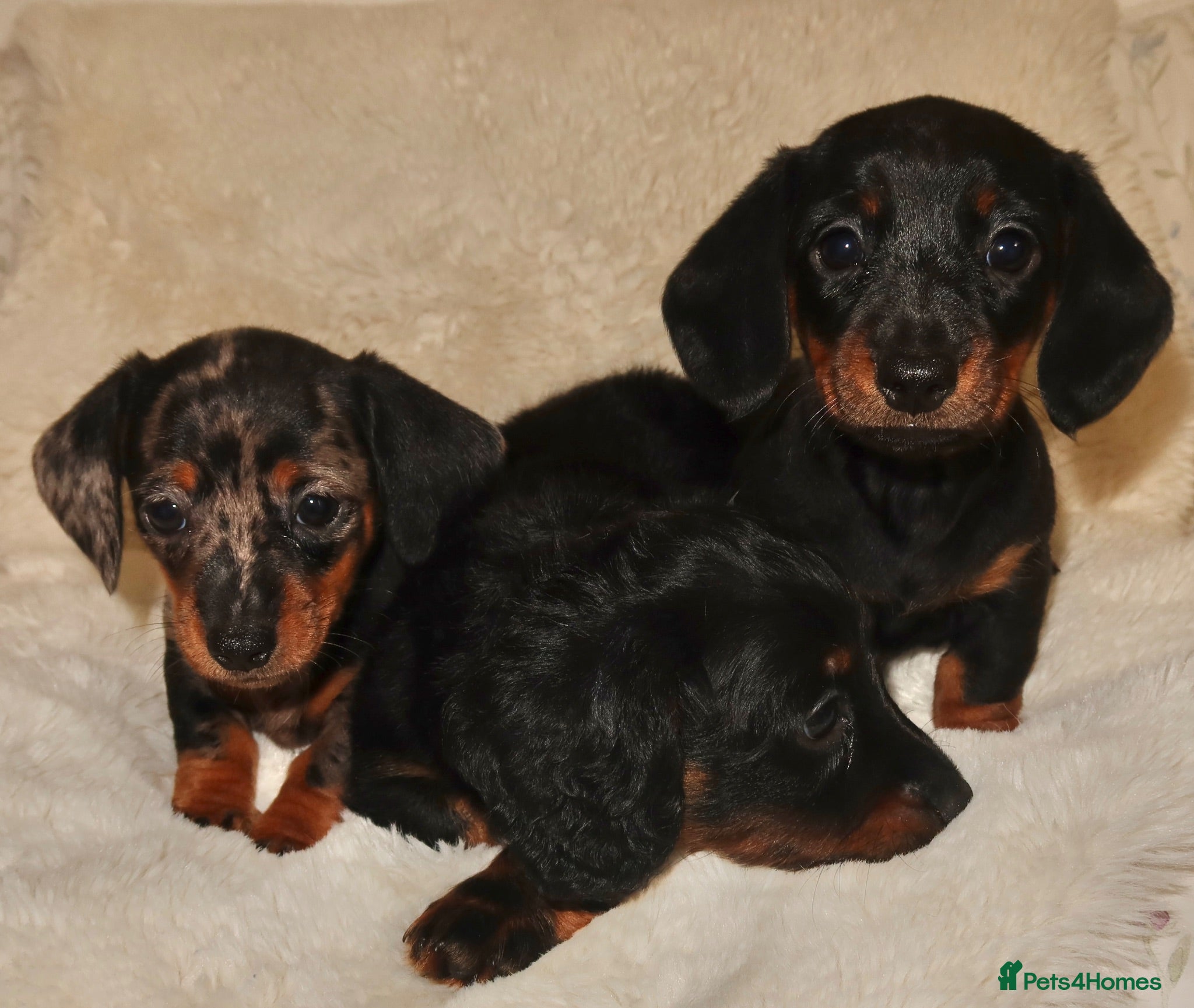 Miniature Dachshund dogs Miniature dachshund puppies - Advert 3