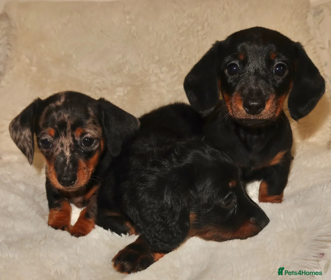 Miniature Dachshund dogs for sale: Miniature dachshund puppies - Advert 1