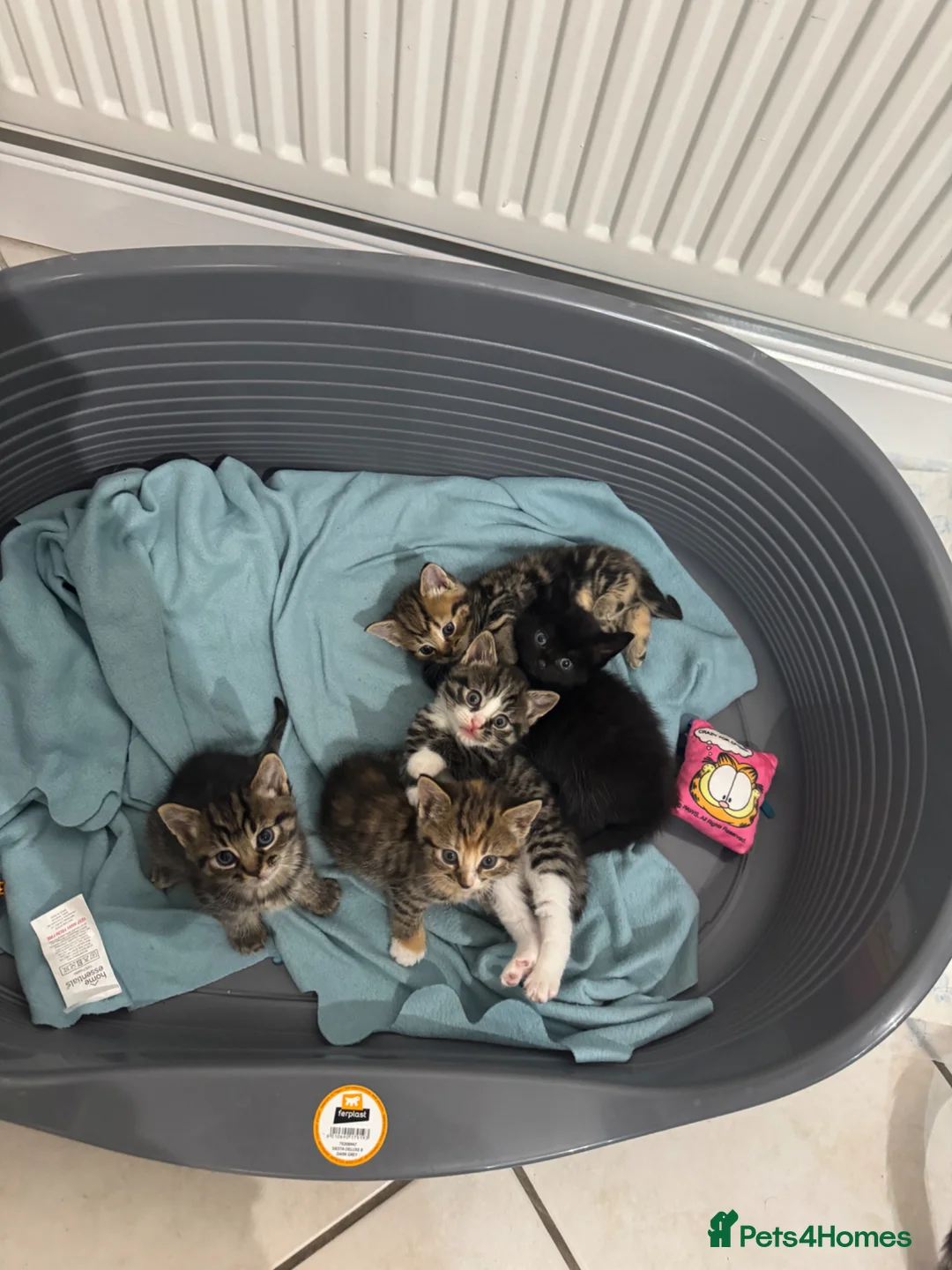 Mixed Breed cats for sale: Kittens for sale  in Lee-on-the-Solent - Advert 2