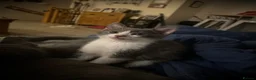 Domestic Shorthair cats for sale: Beautiful kittens  - Advert 4