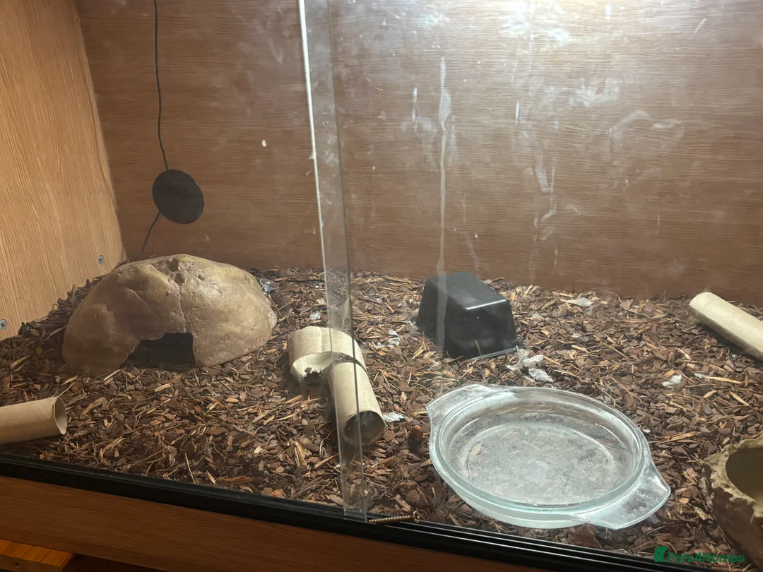 Python Snake reptiles for sale: Female ball python 🐍 with enclosure  in Bristol - Advert 1