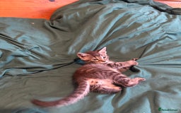 Mixed Breed cats for sale: 5 beautiful European short hair calico tabby’s  - Image 22