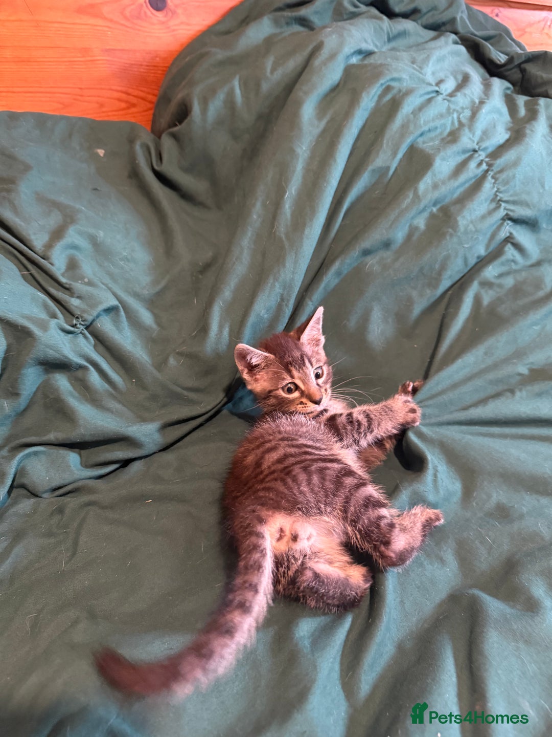 Mixed Breed cats for sale: 5 beautiful European short hair calico tabby’s  - Image 22
