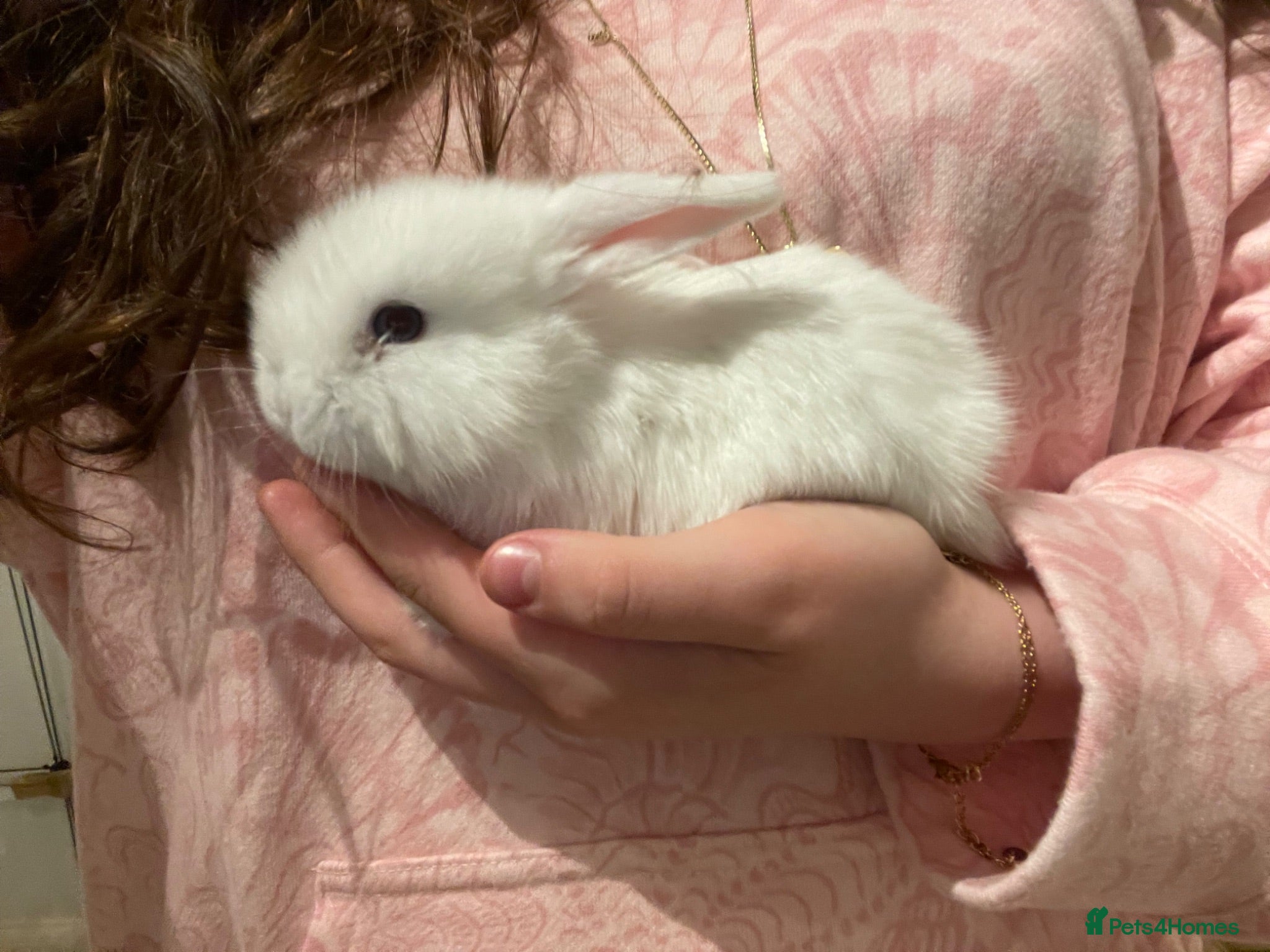 Mini Lop rabbits Mini lop bunnies x3 - Advert 2