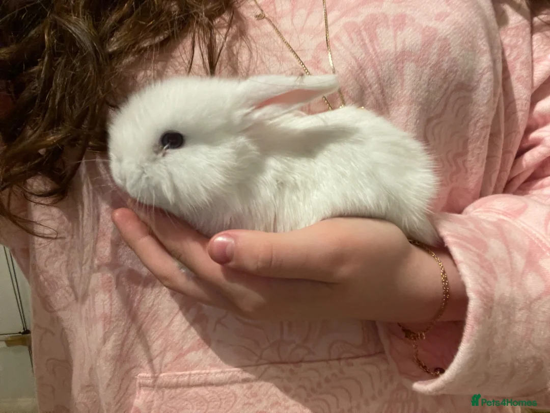 Mini Lop rabbits for sale: Mini lop bunnies x3 - Advert 2