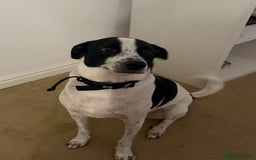 Mixed Breed dogs for sale: Banjo - Bodeguero - Image 3