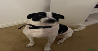 Mixed Breed dogs - Advert 12