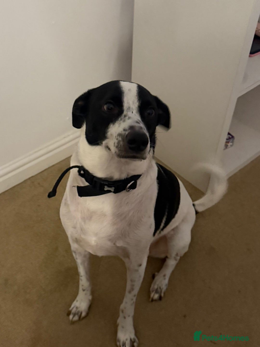Mixed Breed dogs for sale: Banjo - Bodeguero - Image 3