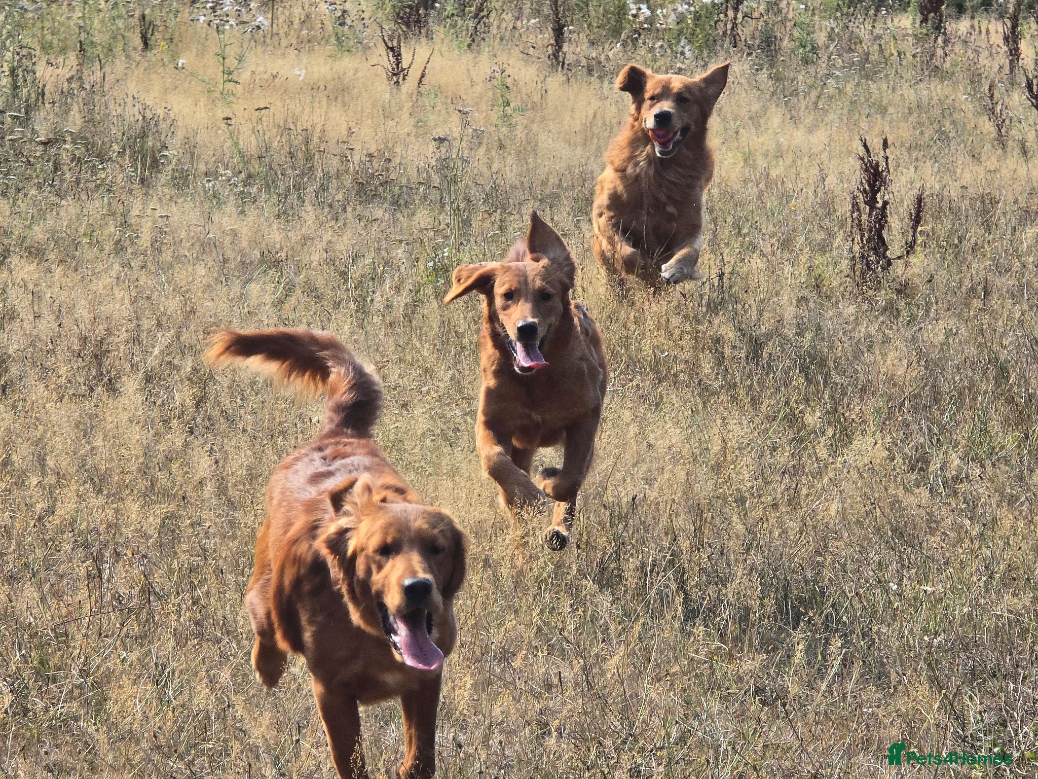 Golden Retriever dogs Golden retriever female - Advert 5