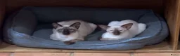 Siamese cats for sale: Pedigree quality kittens  in Longhope - Advert 3