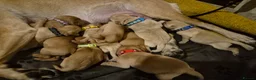 Labrador Retriever dogs for sale: KC Registered Pedigree Labrador Retriever Puppies - Advert 35