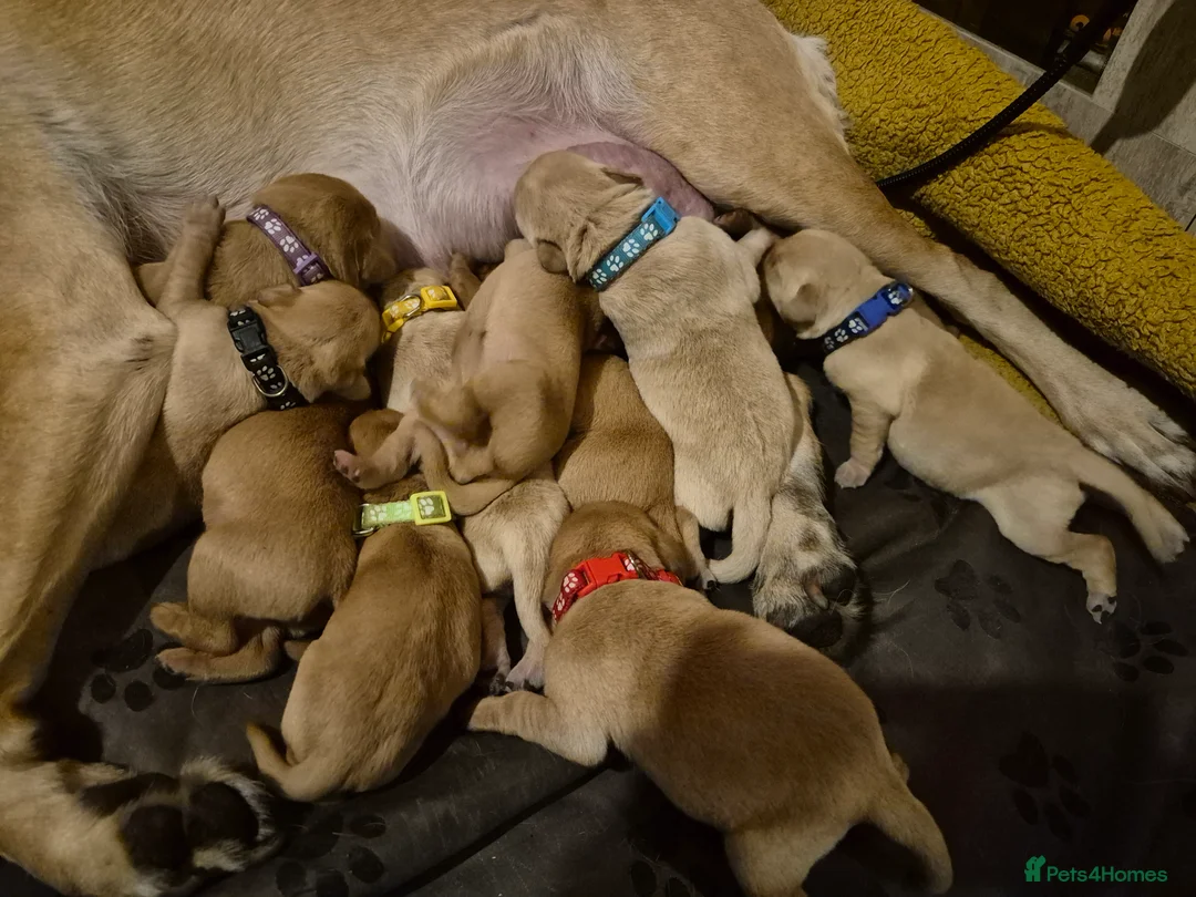 Labrador Retriever dogs for sale: KC Registered Pedigree Labrador Retriever Puppies - Advert 35