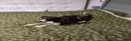 Mixed Breed dogs for sale: Rehome - Advert 1