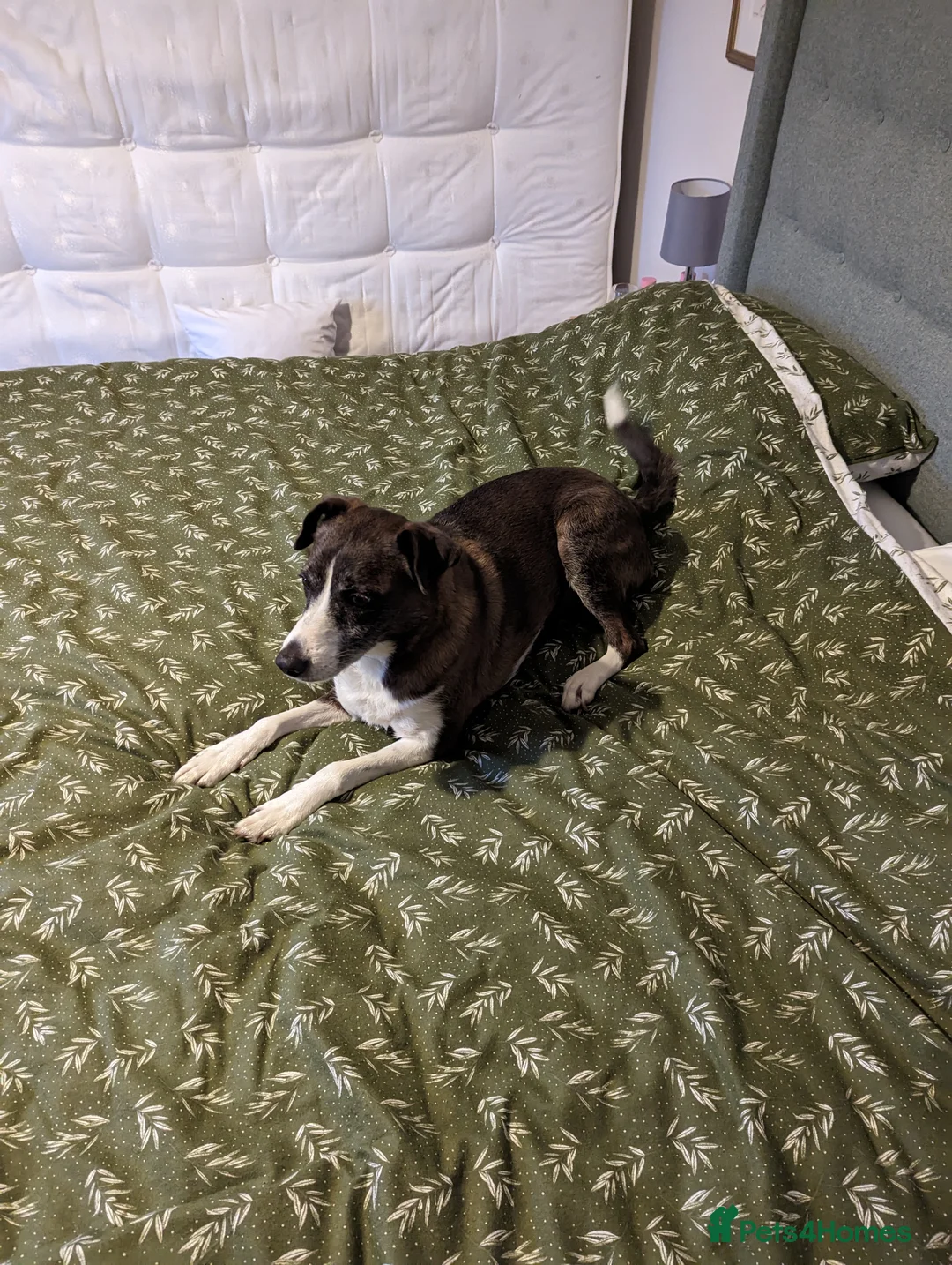 Mixed Breed dogs for sale: Rehome - Advert 1
