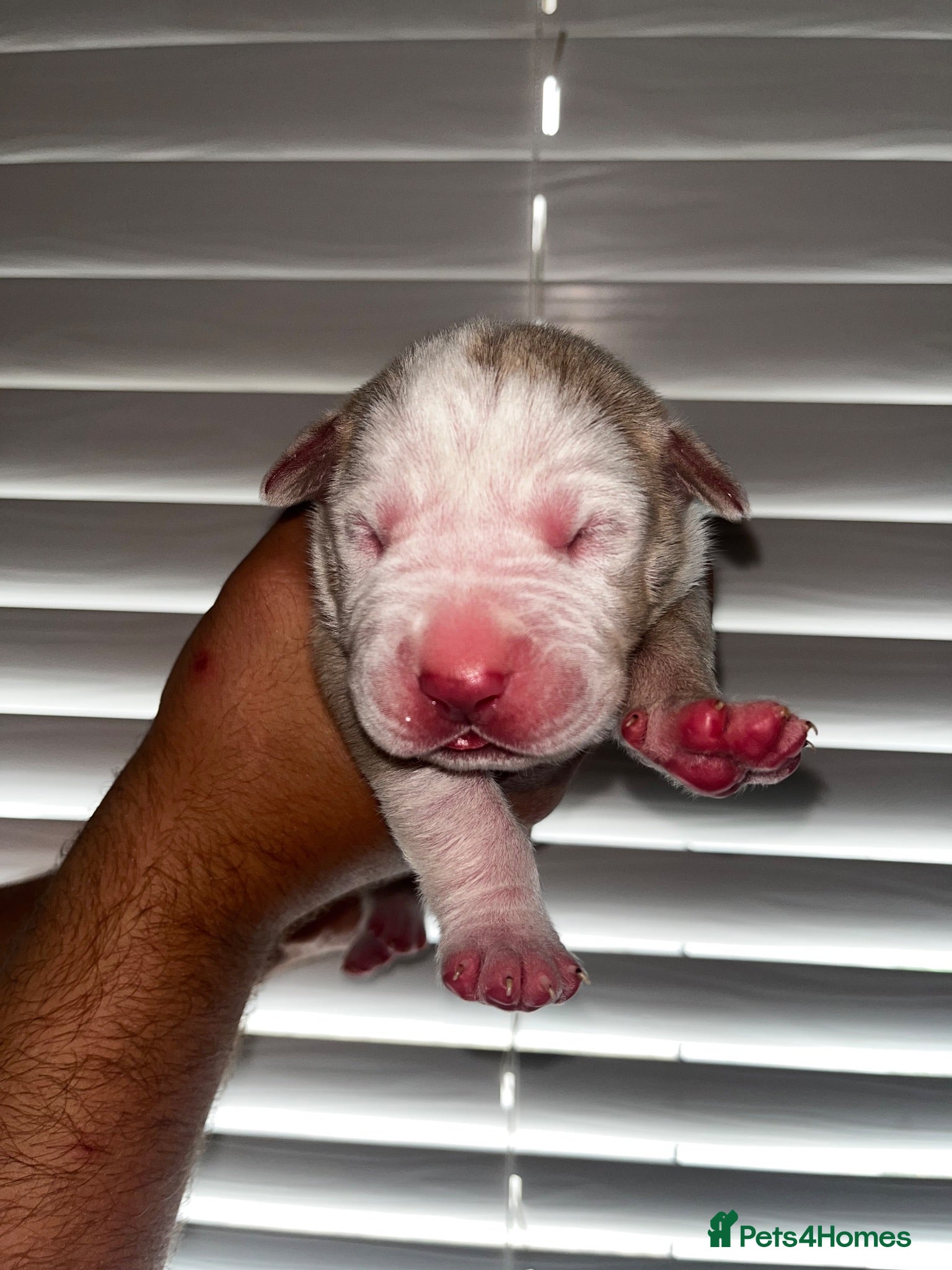 Mixed Breed dogs Beautiful bandog puppies  - Advert 2