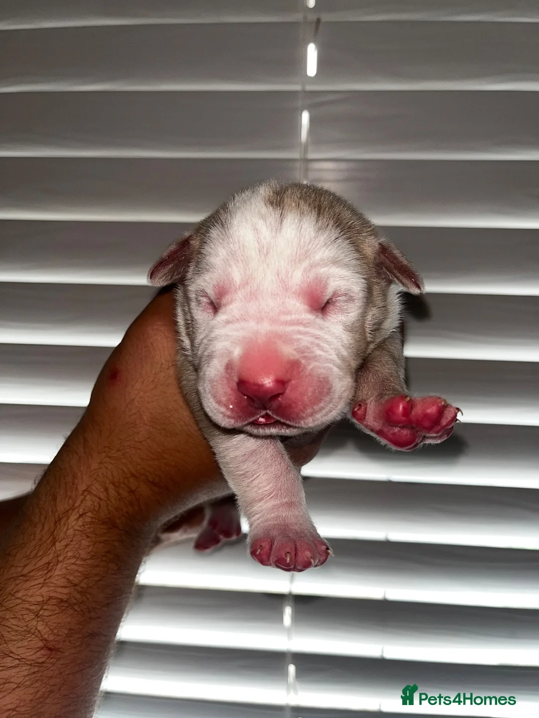 Mixed Breed dogs for sale: Beautiful bandog puppies  in Southend-on-Sea - Advert 2