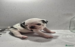 Pug dogs for sale: 3 pug puppies  - Image 11