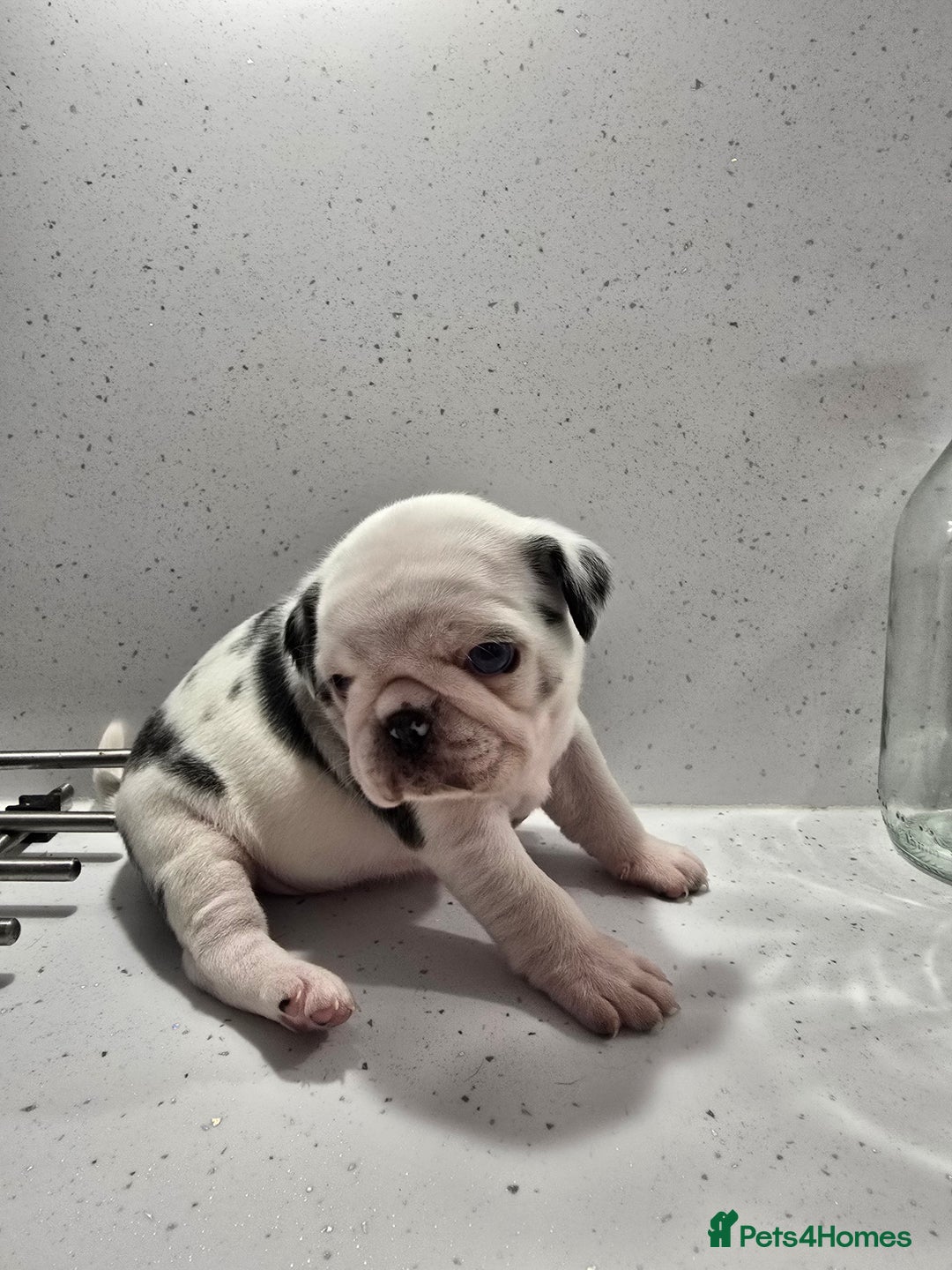 Pug dogs for sale: 3 pug puppies  - Image 11