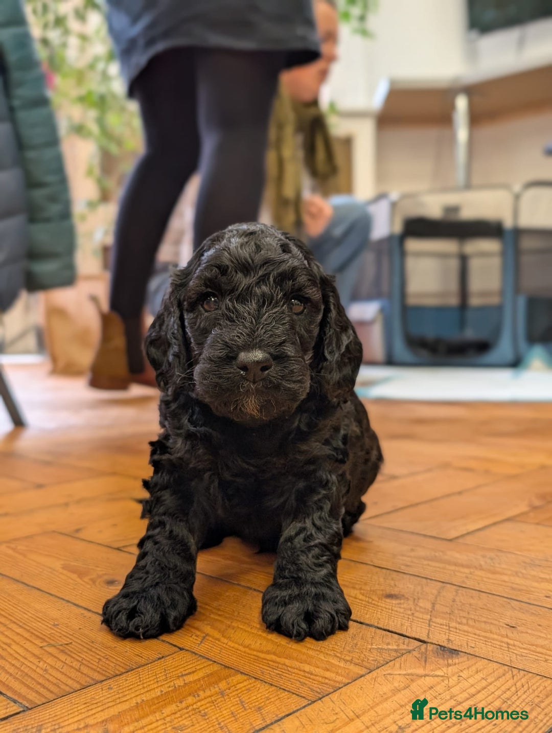 Cockapoo dogs for sale: ✨ F2 Cockapoo Puppies – Ready mid Nov ✨ - Image 3