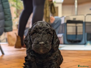 Cockapoo dogs - Advert 1