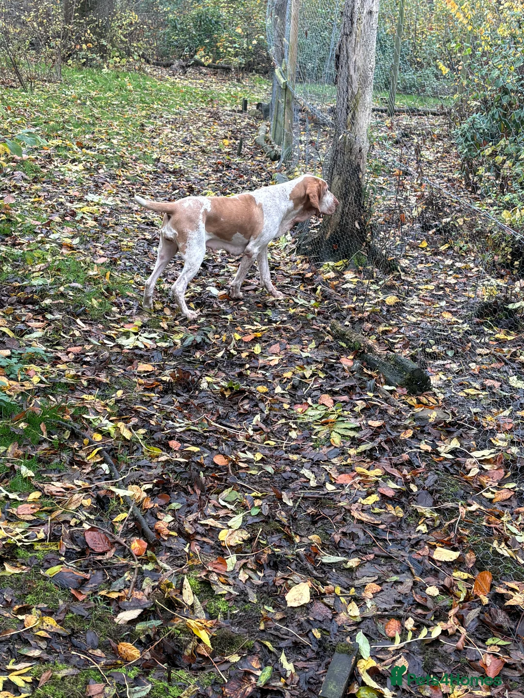 Bracco Italiano dogs for sale: Spring Litter Planned  - Advert 14