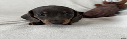 Dachshund dogs for sale: Mini smooth coat dachshunds  - Advert 16