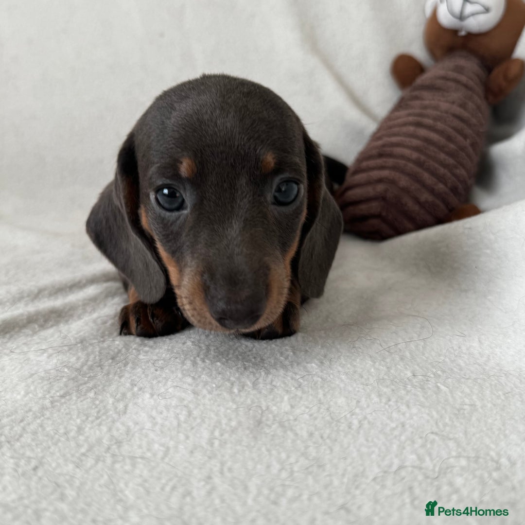 Dachshund dogs for sale: Mini smooth coat dachshunds  - Advert 16