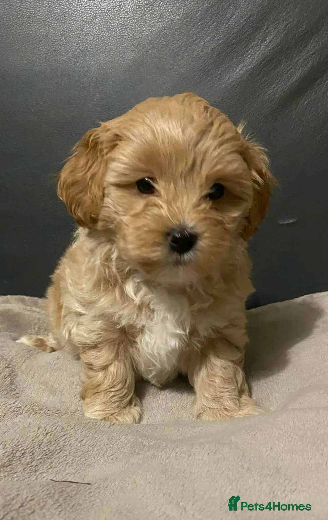 Maltipoo dogs for sale: Maltipoo Puppy  - Advert 4