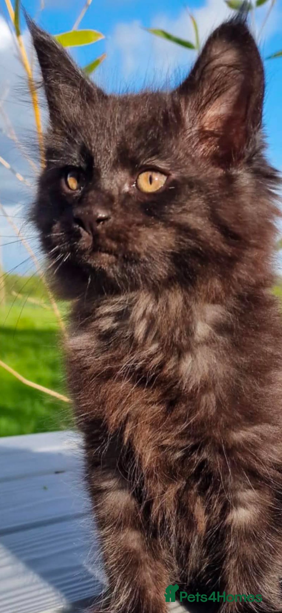 Maine Coon cats Stunning pedigree long coated male Mainecoon's  - Advert 14