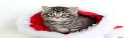 Mixed Breed cats for sale: Beautiful Kittens - Advert 18
