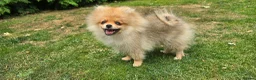 Pomeranian dogs for sale: Xclusive KC register pomeranian puppies - Advert 8