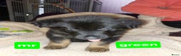 Mixed Breed dogs for sale: German shepherd pups - Advert 8