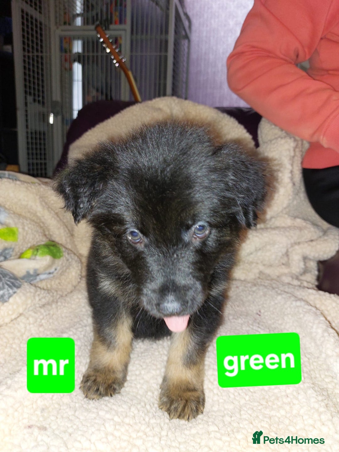 Mixed Breed dogs for sale: German shepherd pups - Advert 8