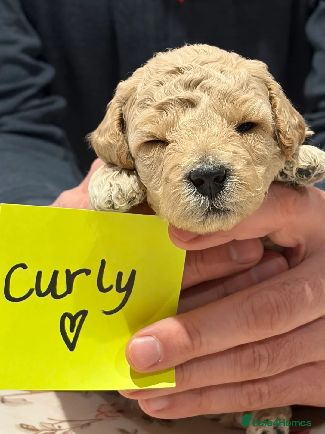 Poochon dogs for sale: 🐾Miniature Poochon puppies sold 8/2/26 - Advert 18