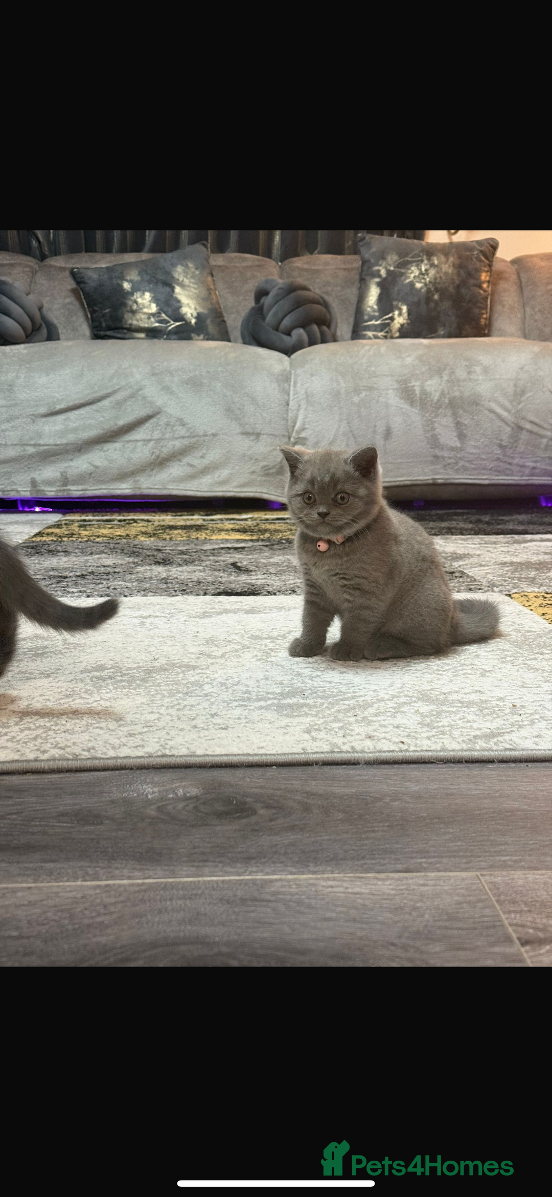 British Shorthair cats for sale: Female British shorthair kittens  - Image 4
